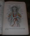 Manual of Surgical Anatomy