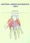 Anatomija gornjeg ekstremiteta : ruka Anatomija gornjeg ekstremiteta : ruka