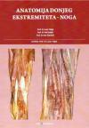 Anatomija donjeg ekstremiteta - noga Anatomija donjeg ekstremiteta - noga