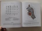 Atlas anatomije čoveka II na ruskom